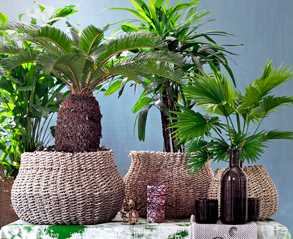 Groupdeal - TWEE Trendy Palmen Groupdeal - TWEE Trendy Palmen