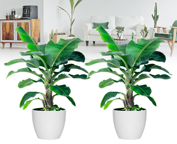 Groupdeal - TWEE Tropische Bananenplanten Groupdeal - TWEE Tropische Bananenplanten