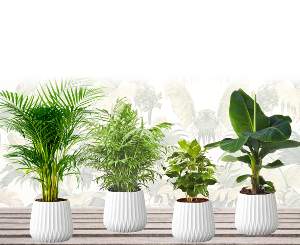 Groupdeal - VIER Exotische Kamerplanten Groupdeal - VIER Exotische Kamerplanten