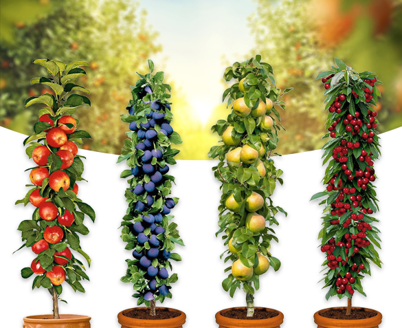 Groupdeal - VIER Fruitbomen Kers, Pruim, Peer, Appel Groupdeal - VIER Fruitbomen Kers, Pruim, Peer, Appel