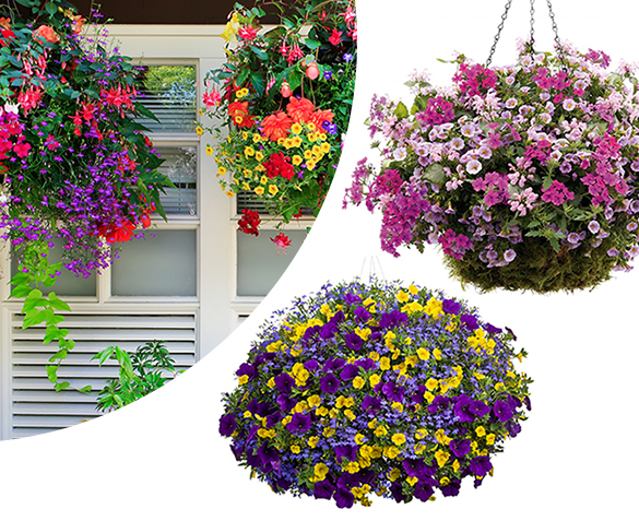 Groupdeal - VIER Gevulde Hanging Baskets Groupdeal - VIER Gevulde Hanging Baskets