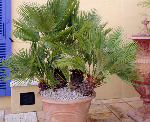 Groupdeal - VIER Mini Palmbomen Groupdeal - VIER Mini Palmbomen