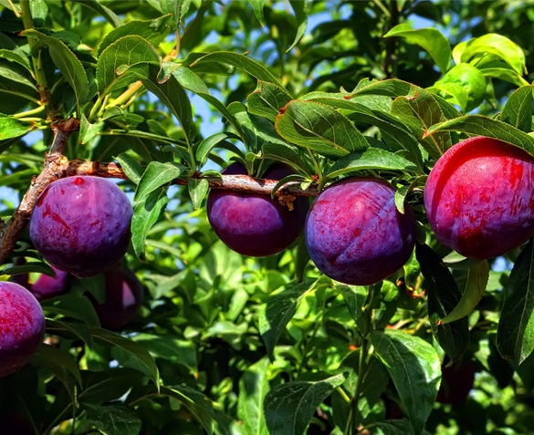 Groupdeal - Zeeuwse Fruitbomen