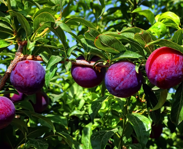 Groupdeal - Zeeuwse Fruitbomen Groupdeal - Zeeuwse Fruitbomen