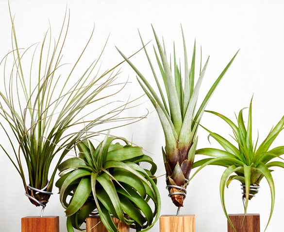 Groupdeal - ZES Tillandsia Luchtplantjes