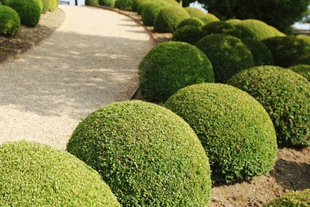 Groupon - 2, 3, 4 of 6 buxusbollen in een pot voor in de tuin of op je balkon (gratis bezorgd)