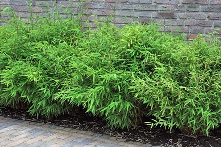Groupon - 2, 4, 6 of 12 Fargesia bamboeplanten voor in de tuin (gratis bezorgd)