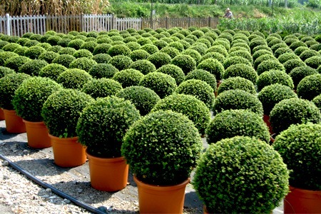 Groupon - 2 Of 4 Ronde Buxussen Van 30, 45 Of 130 Cm Incl. Pot En Verzendkosten (Vanaf € 29) Groupon - 2 Of 4 Ronde Buxussen Van 30, 45 Of 130 Cm Incl. Pot En Verzendkosten (Vanaf € 29)