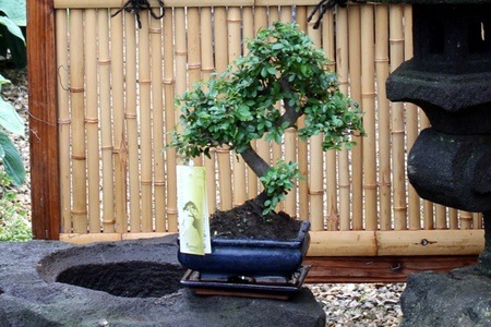 Groupon - 2 of 4 verschillende Bonsai Boompjes in keramieke sierpot met schotel (gratis bezorgd)