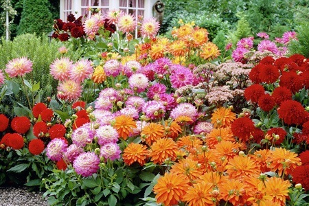 Groupon - 25 Of 50 Prachtige Zomerbloemen Voor Binnen Of Buiten, Inclusief Verzendkosten (Vanaf € 19) Groupon - 25 Of 50 Prachtige Zomerbloemen Voor Binnen Of Buiten, Inclusief Verzendkosten (Vanaf € 19)