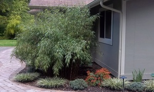 Groupon - 4, 6, 12 Of 24 Bamboe Planten Groupon - 4, 6, 12 Of 24 Bamboe Planten