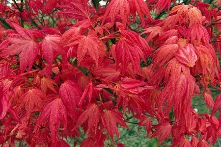 Groupon - 4, 6 Of 8 Japanse Esdoornen Voor In De Tuin, Incl. Verzendkosten (Vanaf € 29)