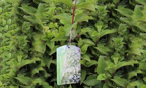 Groupon - 6 Grote Witte Pluimhortensia’S Groupon - 6 Grote Witte Pluimhortensia’S