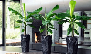Groupon - Bananenbomen Voor Binnen Groupon - Bananenbomen Voor Binnen