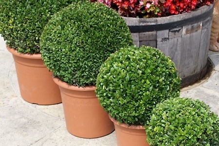 Groupon - Buxus patio potplanten