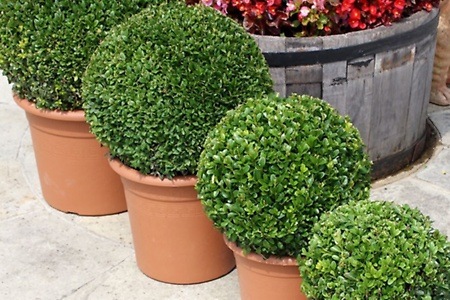 Groupon - Buxus patio potplanten Groupon - Buxus patio potplanten