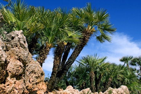 Groupon - Canarische dadelpalm, Europese dwergpalm of Aziatische waaierpalm (gratis bezorgd)