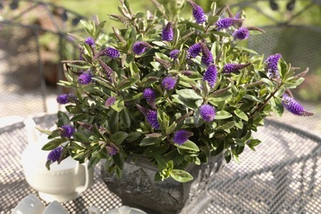 Groupon - Hebe-plantenmix Met 6 Of 12 Verschillende Soorten Hebe-heesters, Inclusief Verzendkosten (Vanaf € 34,95) Groupon - Hebe-plantenmix Met 6 Of 12 Verschillende Soorten Hebe-heesters, Inclusief Verzendkosten (Vanaf € 34,95)
