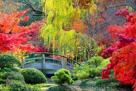 Groupon - Pakket van 4 soorten Japanse esdoorns voor tuin of terras - (gratis bezorgd) Groupon - Pakket van 4 soorten Japanse esdoorns voor tuin of terras - (gratis bezorgd)
