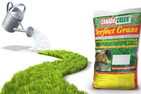 Groupon - Prachtig Groen Gazon Met 1, 2 Of 3 Zakken Canada Green Perfect Grass Inclusief Verzendkosten: Groeit In Alle Seizoenen En Op Elke Ondergrond (Vanaf € 19,90) Groupon - Prachtig Groen Gazon Met 1, 2 Of 3 Zakken Canada Green Perfect Grass Inclusief Verzendkosten: Groeit In Alle Seizoenen En Op Elke Ondergrond (Vanaf € 19,90)