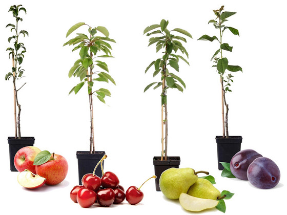 iBood Home & Living - 4 Winterharde Pilaar-Fruitbomen iBood Home & Living - 4 Winterharde Pilaar-Fruitbomen
