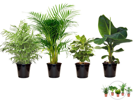 iBood Home & Living - 4x Perfect Plant Exotische Kamerplant | Mix