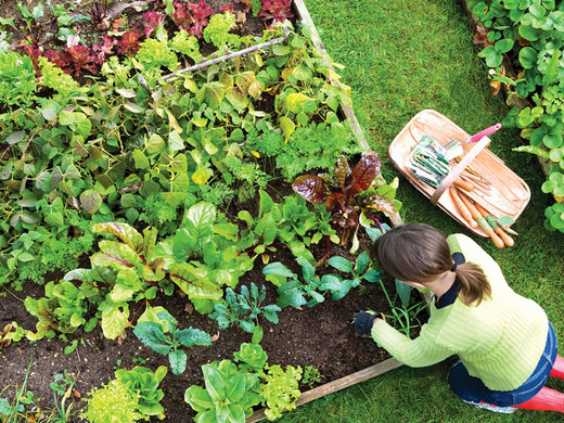 iBood Home & Living - 5x Zakjes Tuinzaden