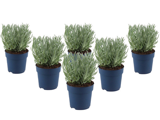 iBood Home & Living - 6x Perfect Plant Lavendelplantje iBood Home & Living - 6x Perfect Plant Lavendelplantje