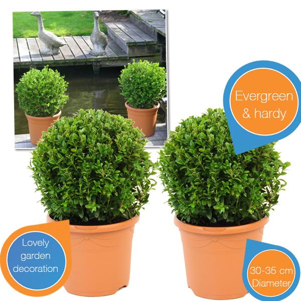 iBood Home & Living - Duopack Buxus Sempervirens iBood Home & Living - Duopack Buxus Sempervirens