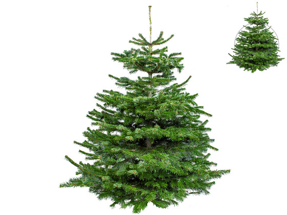 iBood Home & Living - Herbie Kerstboom | 120-145 cm | Wk 47