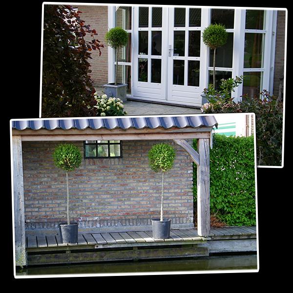 iBood Home & Living - In bolvorm gesnoeide Ligustrum iBood Home & Living - In bolvorm gesnoeide Ligustrum