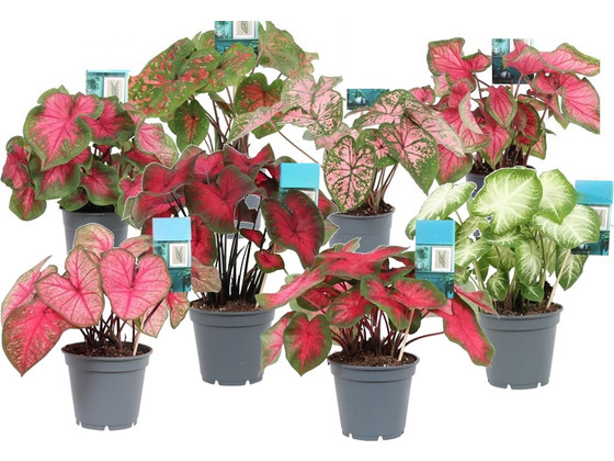iBood Home & Living - Mix van 3 Caladium Kamerplanten iBood Home & Living - Mix van 3 Caladium Kamerplanten