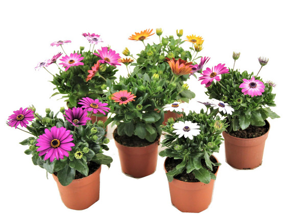 iBood Home & Living - Perfect Plant Set van 6 Spaanse Margrieten iBood Home & Living - Perfect Plant Set van 6 Spaanse Margrieten
