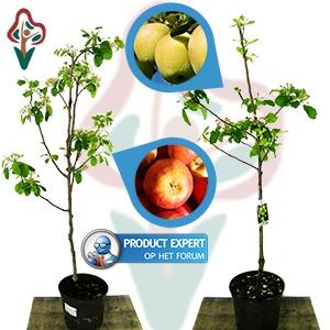 iBood Home & Living - Set van 2 halfstam appelbomen, Elstar en Golden Delicious iBood Home & Living - Set van 2 halfstam appelbomen, Elstar en Golden Delicious