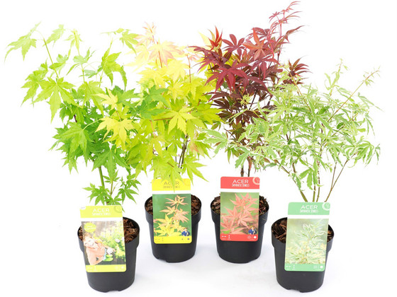 iBood Home & Living - Set van 4 Japanse Esdoorns iBood Home & Living - Set van 4 Japanse Esdoorns