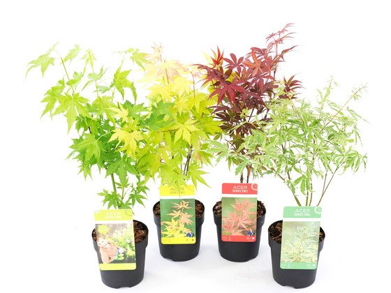 iBood - Set van 4 Japanse Esdoorns iBood - Set van 4 Japanse Esdoorns