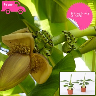 iChica - Baby Bananenbomen iChica - Baby Bananenbomen