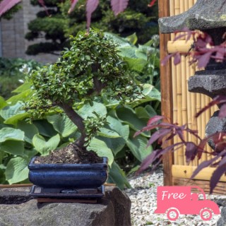 iChica - Bonsai Boompjes iChica - Bonsai Boompjes