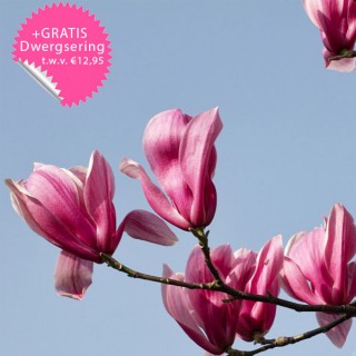 iChica - Drie Magnolia Boompjes + GRATIS Dwergsering