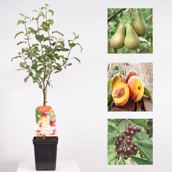 iChica - Fruitboompjes iChica - Fruitboompjes
