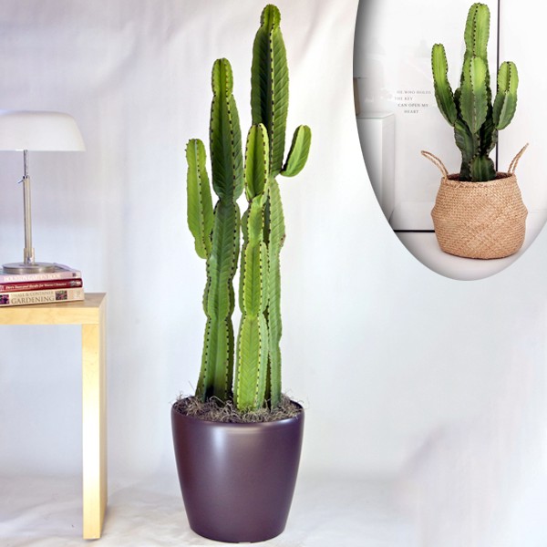 iChica - Grote Cactussen (Twee Stuks)