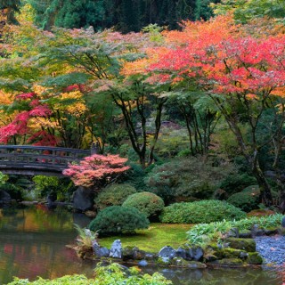 iChica - Japanse Esdoorns iChica - Japanse Esdoorns