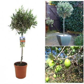 iChica - Olea Europaea Olijfbomen iChica - Olea Europaea Olijfbomen