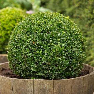 iChica - Sempervirens Buxusbol iChica - Sempervirens Buxusbol