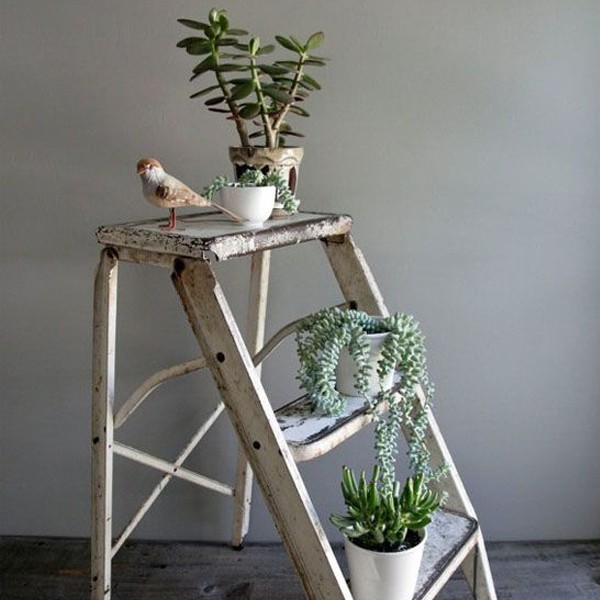 iChica - Succulenten Mix iChica - Succulenten Mix