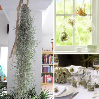 iChica - Tillandsia Luchtplanten iChica - Tillandsia Luchtplanten