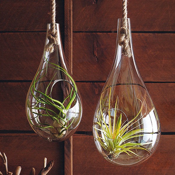 iChica - Tillandsia Planten iChica - Tillandsia Planten