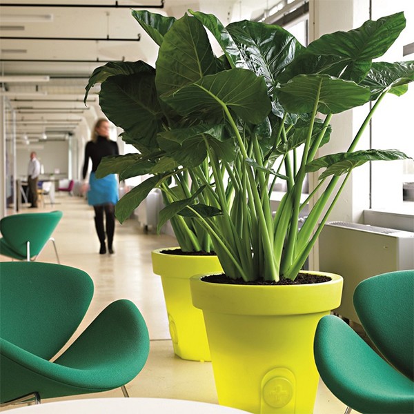 iChica - Trendy Olifantsoor Kamerplant - Alocasia iChica - Trendy Olifantsoor Kamerplant - Alocasia