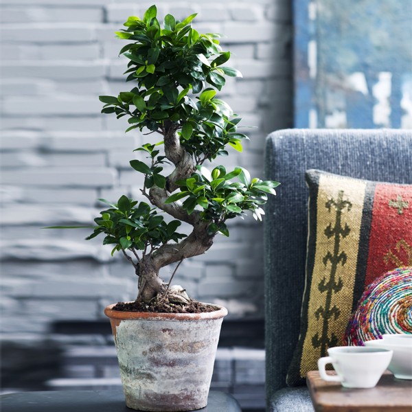 iChica - XL Bonsai Boom iChica - XL Bonsai Boom