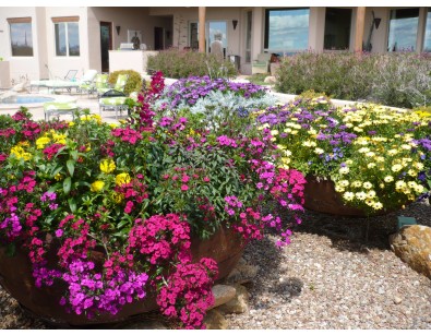 IDiva - 60 Of 120  Zomerbloeiers Jonge Planten